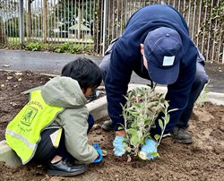 Council staff helping Sully pupil with planting